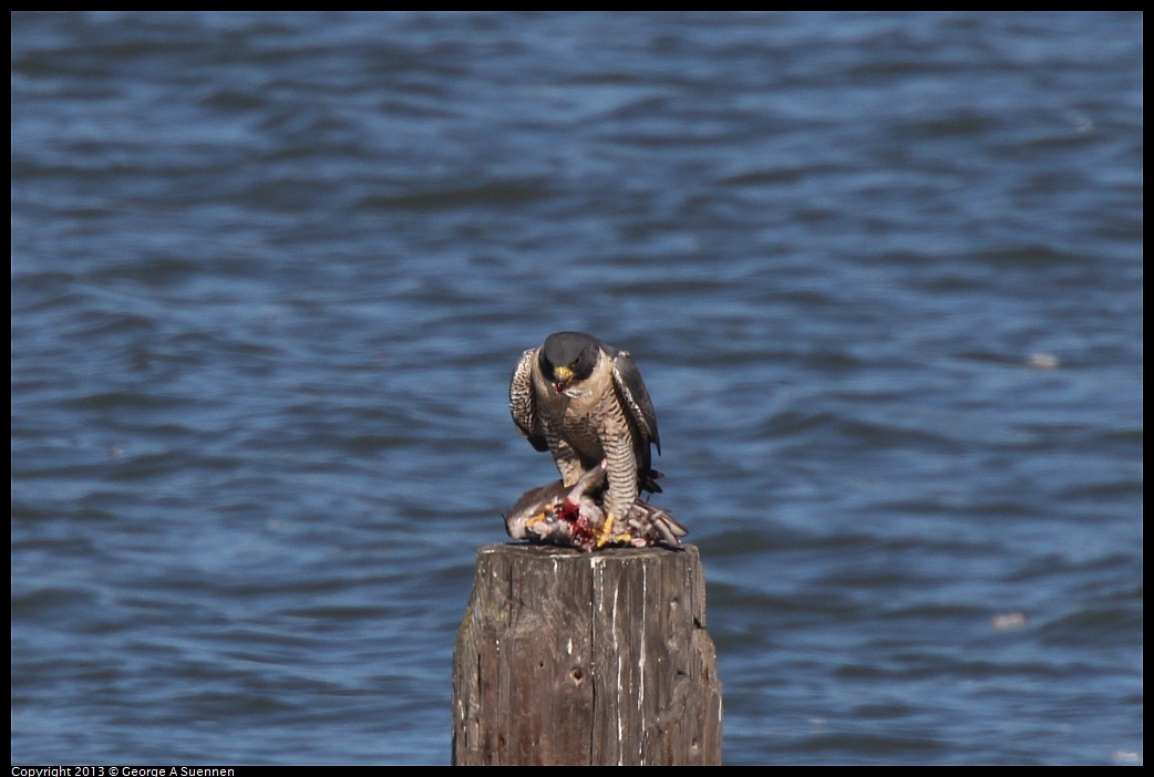 0127-133544-02.jpg - Peregrine Falcon