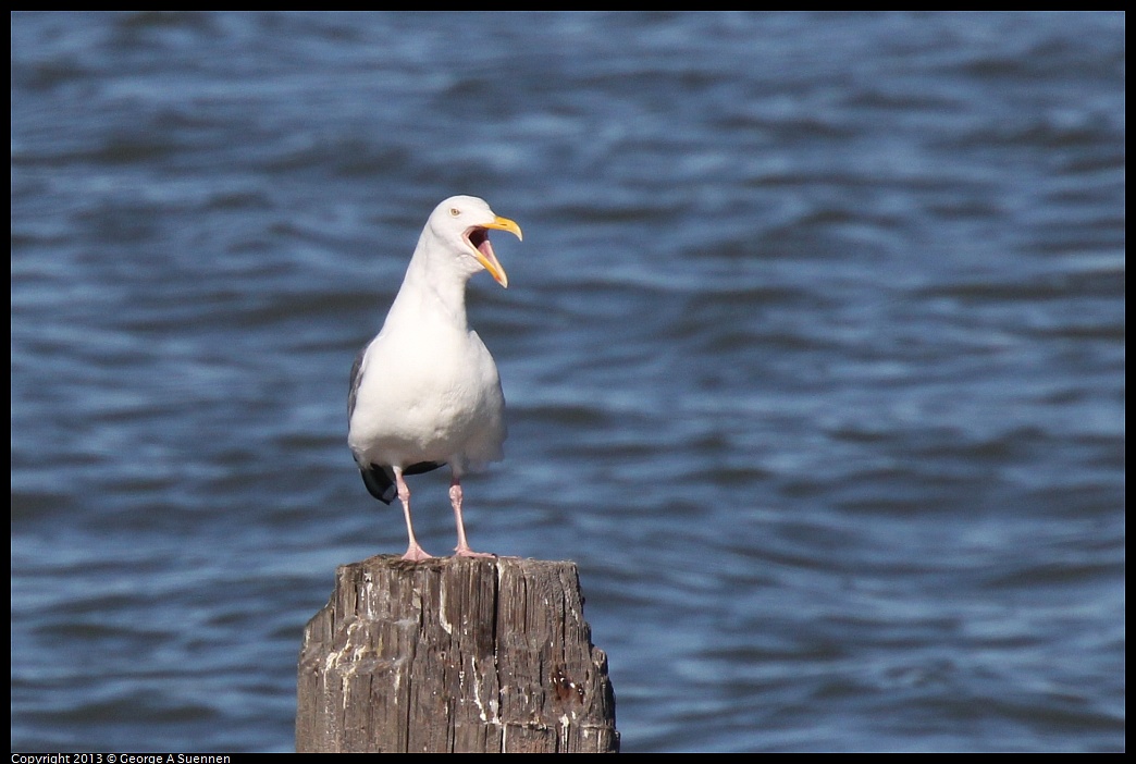 0127-133827-04.jpg - Herring Gull