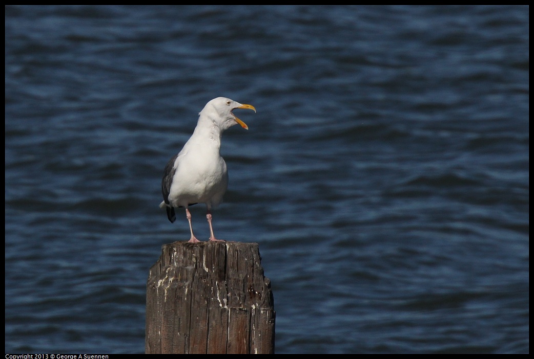 0127-133829-02.jpg - Herring Gull