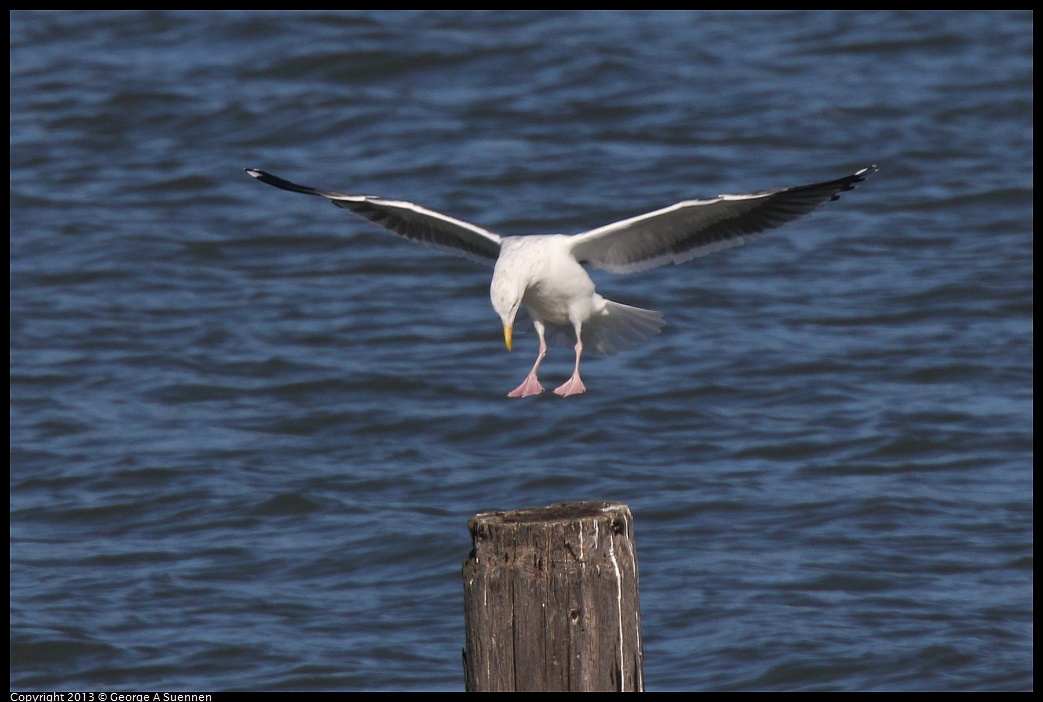 0127-133836-01.jpg - Herring Gull