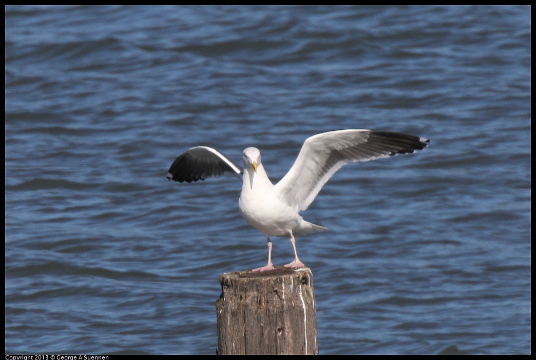 0127-133836-04.jpg - Herring Gull