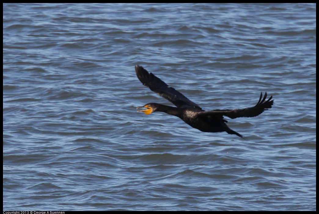 0127-133930-03.jpg - Double-crested Cormorant