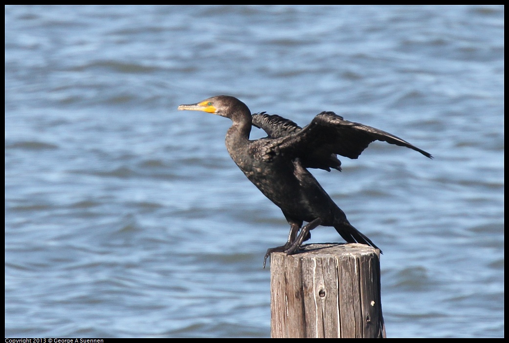 0127-134030-05.jpg - Double-crested Cormorant