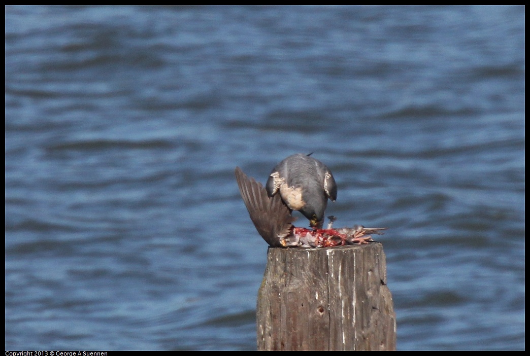 0127-134431-01.jpg - Peregrine Falcon