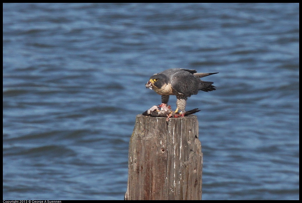 0127-135112-01.jpg - Peregrine Falcon