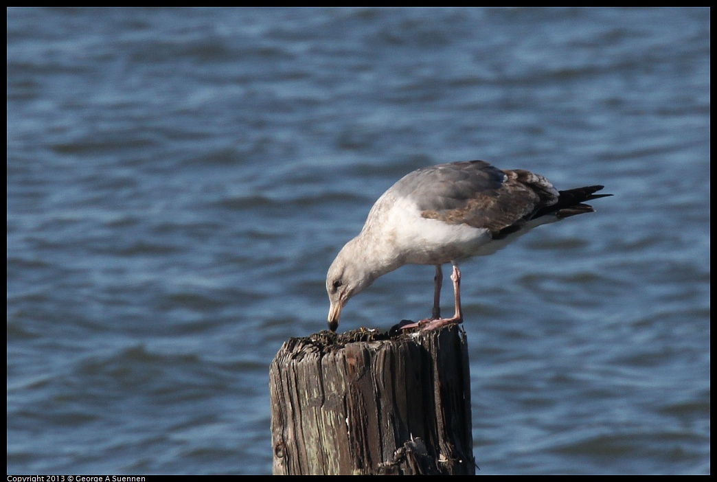 0127-135152-03.jpg - Herring Gull