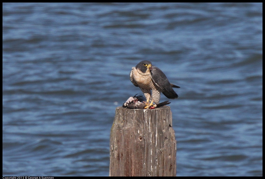 0127-135354-01.jpg - Peregrine Falcon