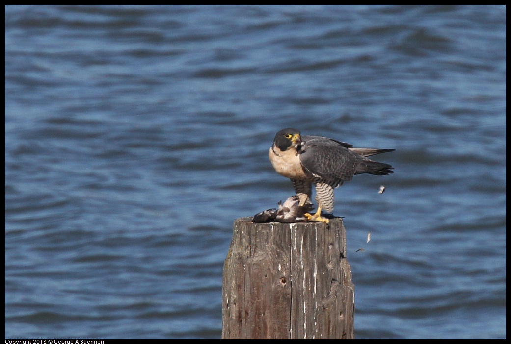 0127-135657-01.jpg - Peregrine Falcon