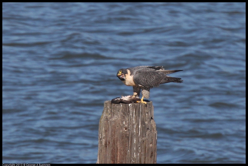 0127-135708-01.jpg - Peregrine Falcon