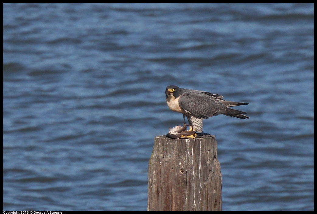 0127-135739-03.jpg - Peregrine Falcon