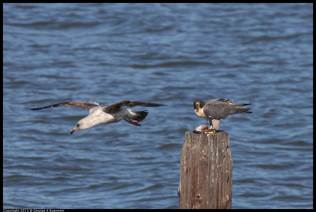 0127-135748-01.jpg - Peregrine Falcon