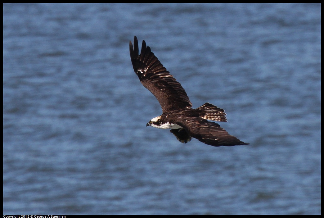 0127-135934-03.jpg - Osprey