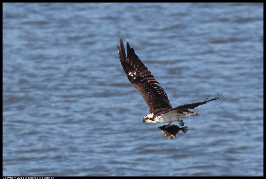 0127-135935-01.jpg - Osprey