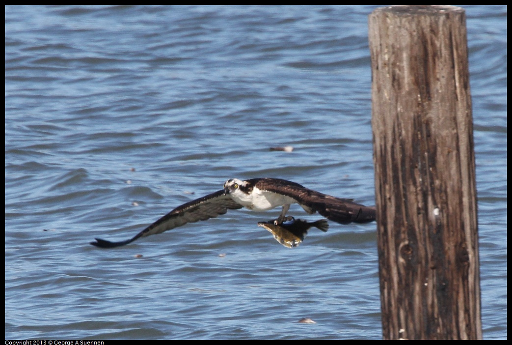 0127-135937-02.jpg - Osprey