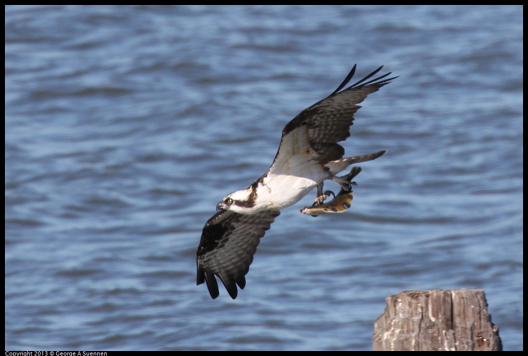 0127-135941-04.jpg - Osprey