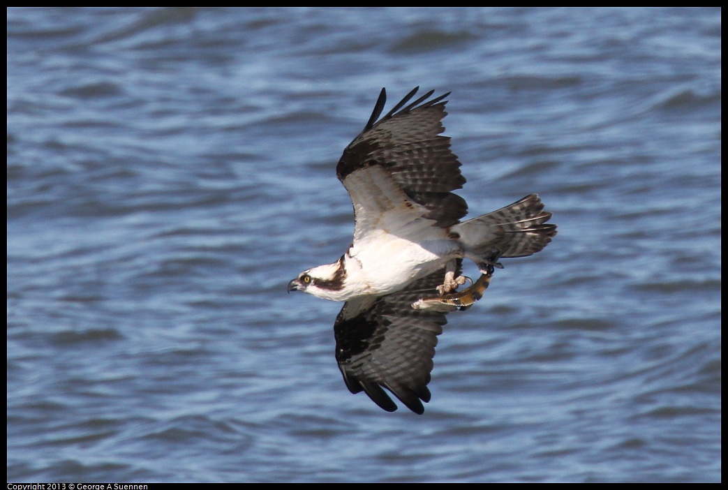 0127-135942-01.jpg - Osprey