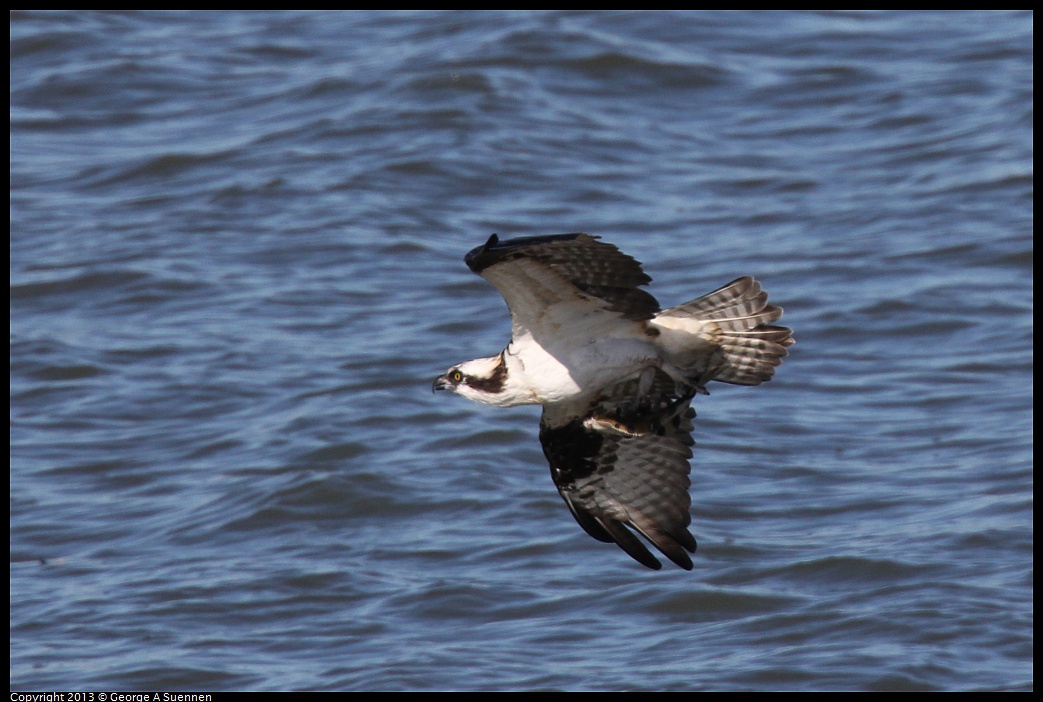 0127-135942-02.jpg - Osprey