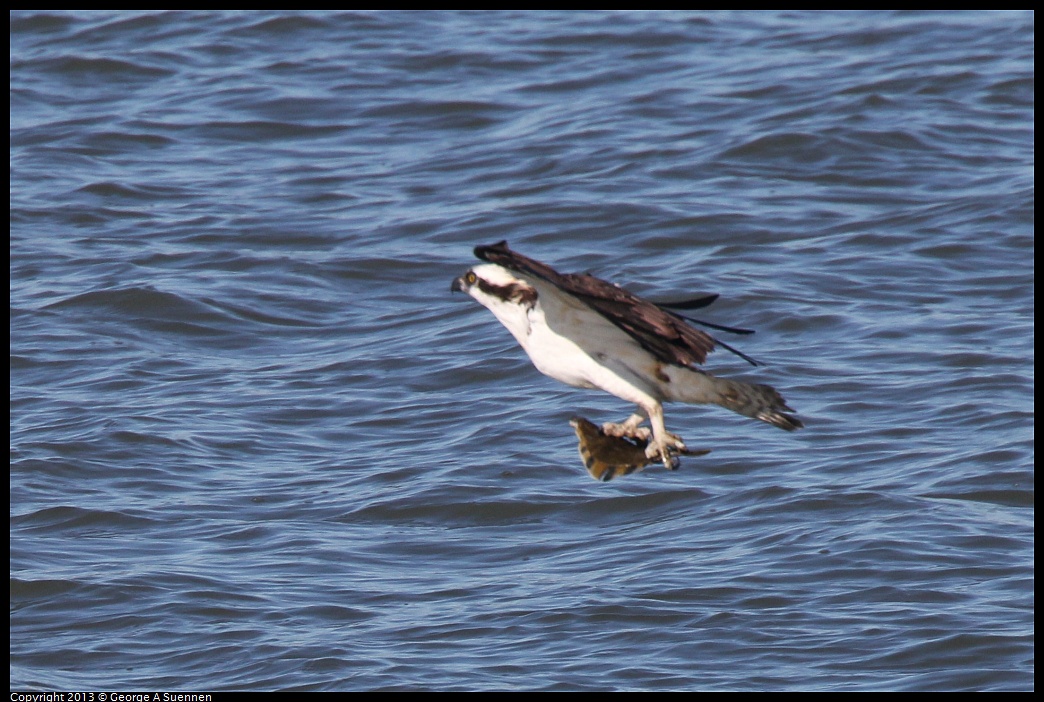 0127-135943-01.jpg - Osprey