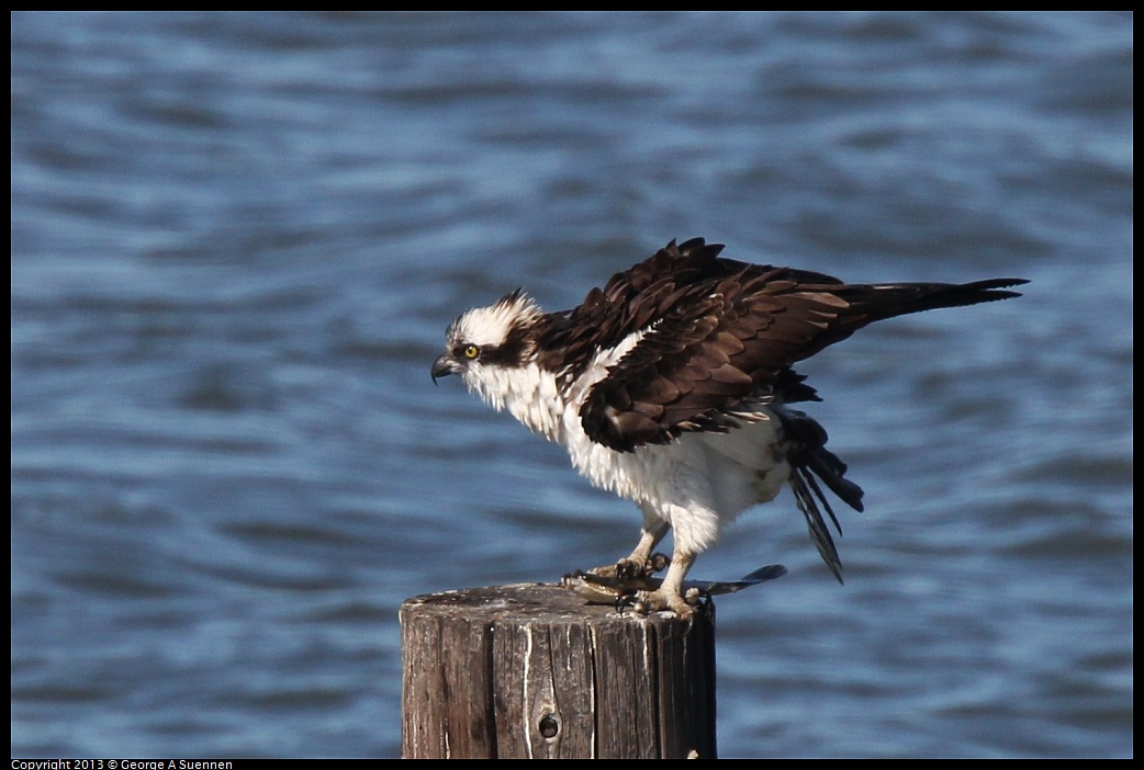 0127-140028-01.jpg - Osprey