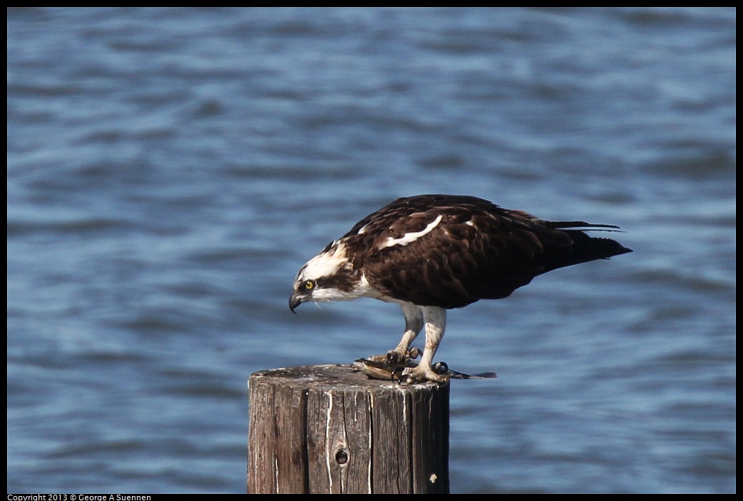 0127-140044-03.jpg - Osprey