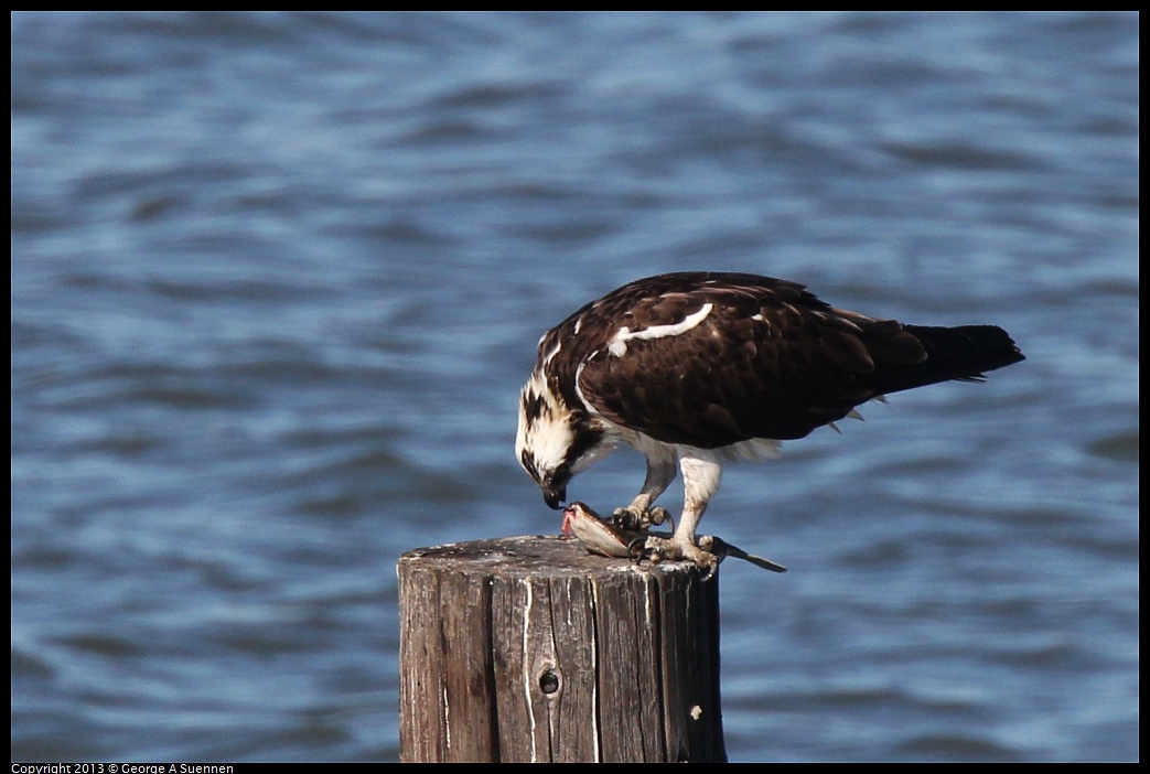 0127-140240-02.jpg - Osprey