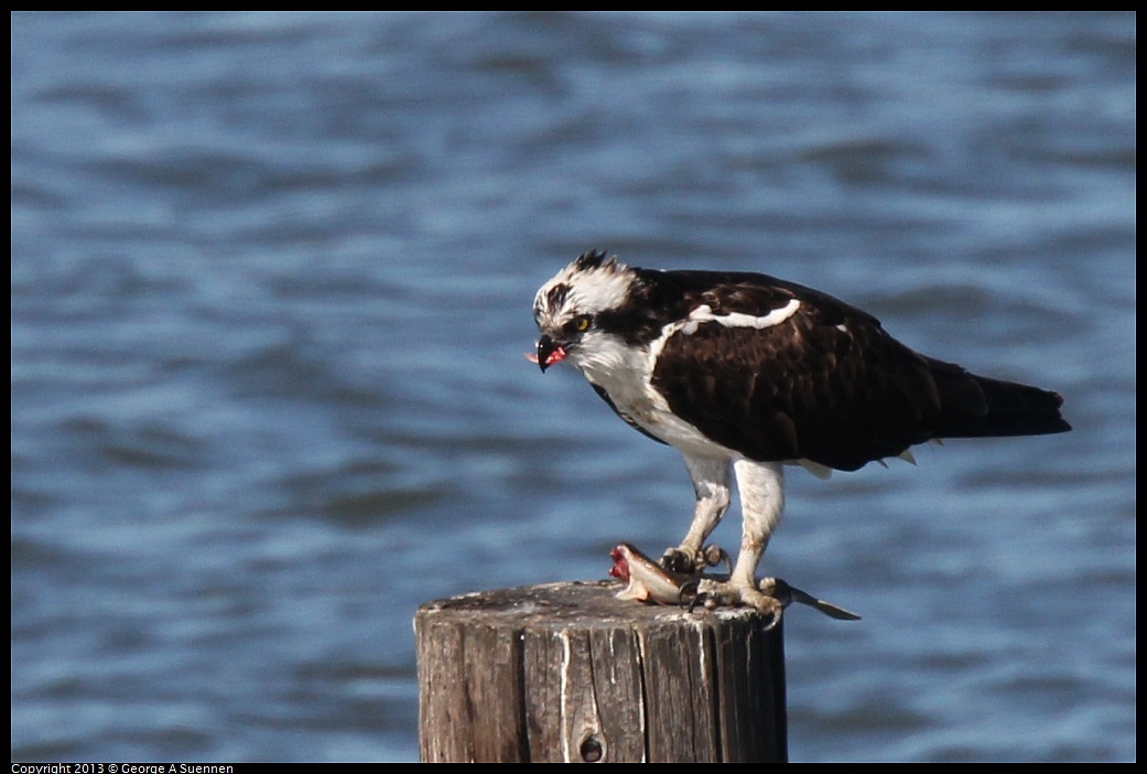 0127-140307-01.jpg - Osprey