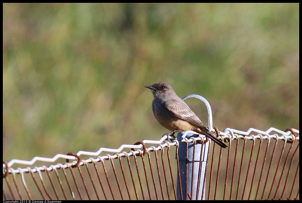 0127-140310-01.jpg - Say's Phoebe