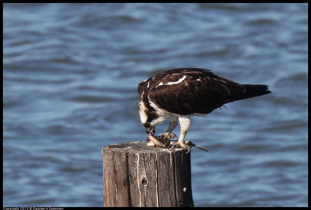 0127-140346-03.jpg - Osprey