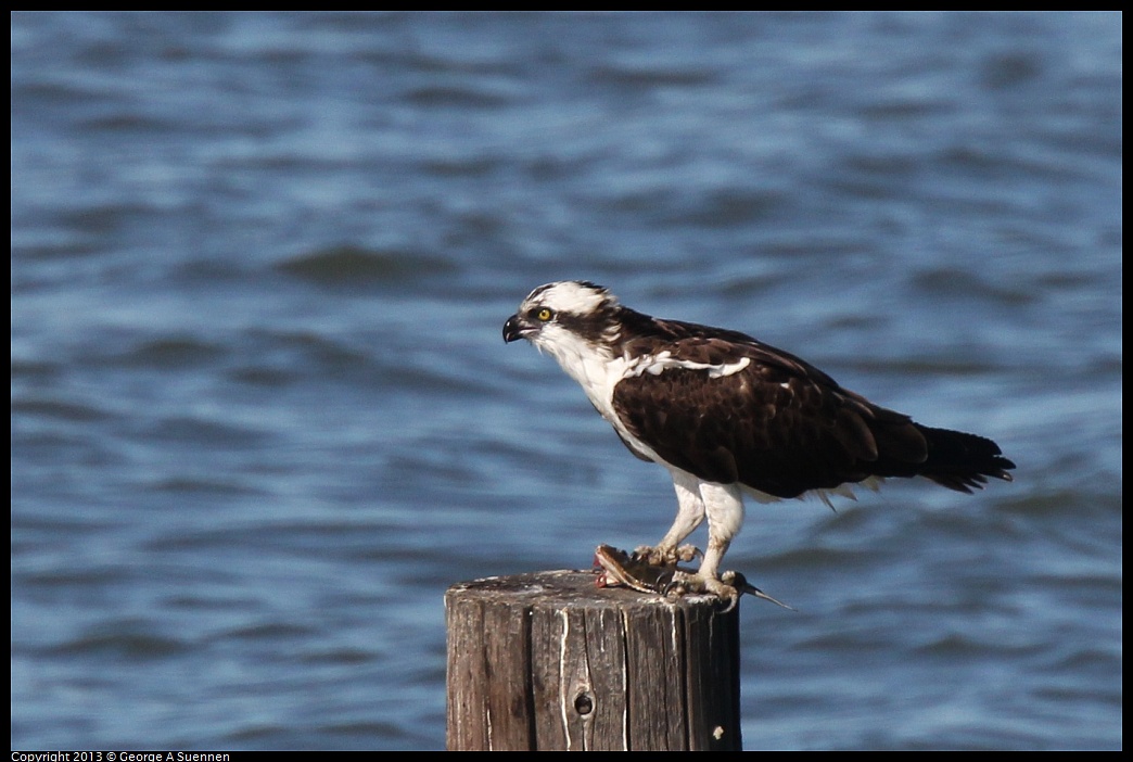 0127-140453-01.jpg - Osprey