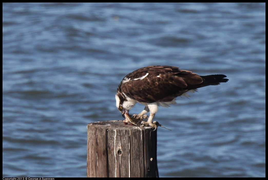 0127-140514-03.jpg - Osprey