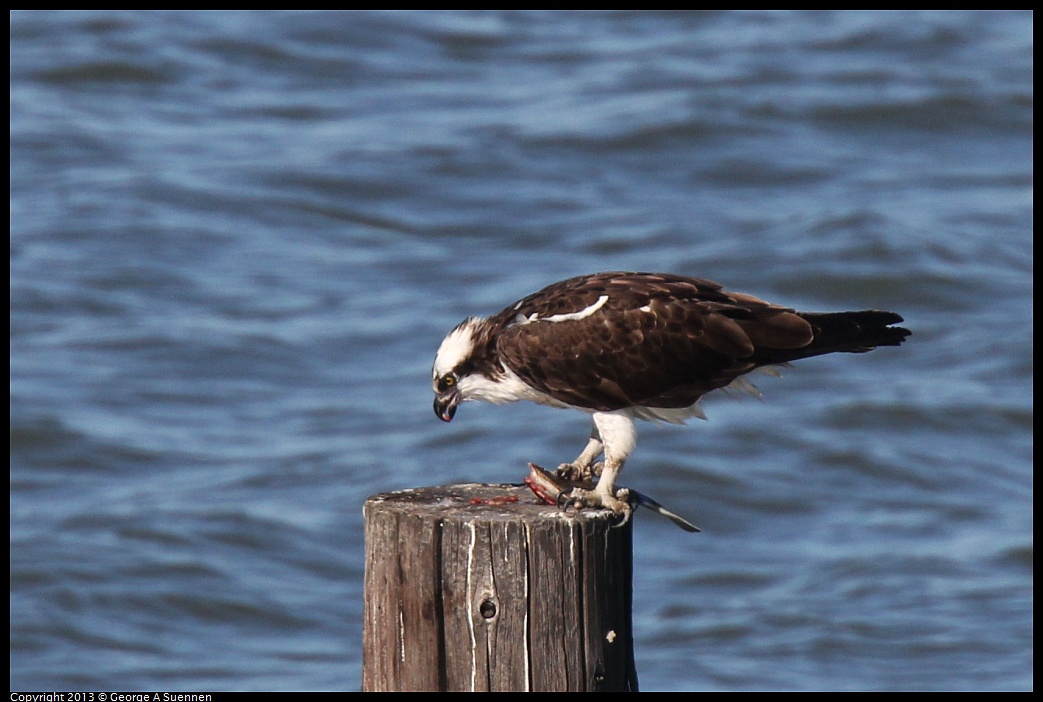 0127-140609-03.jpg - Osprey