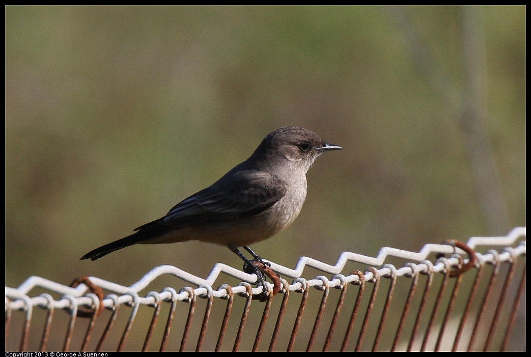 0127-140949-01.jpg - Say's Phoebe