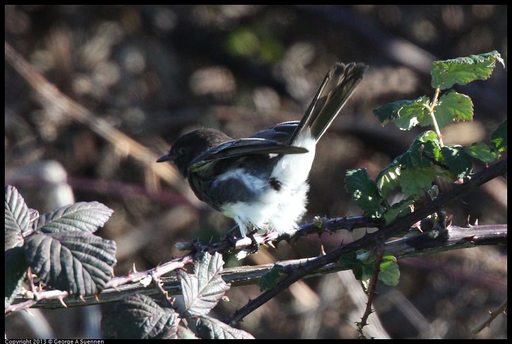 0127-141152-02.jpg - Black Phoebe