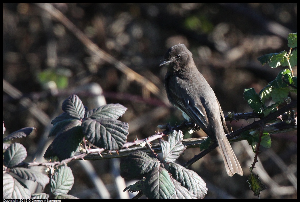 0127-141154-01.jpg - Black Phoebe