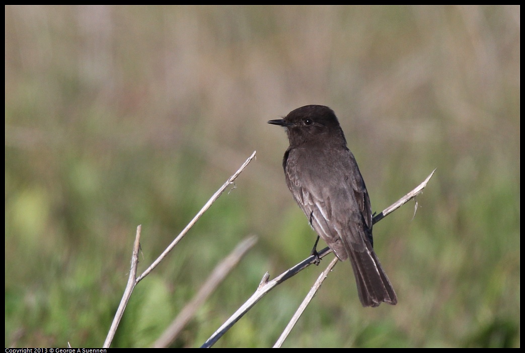 0127-141214-02.jpg - Black Phoebe