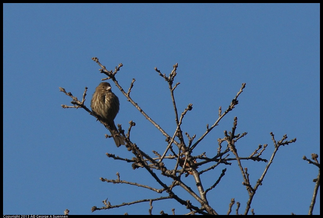 0209-155251-03.jpg - House Finch