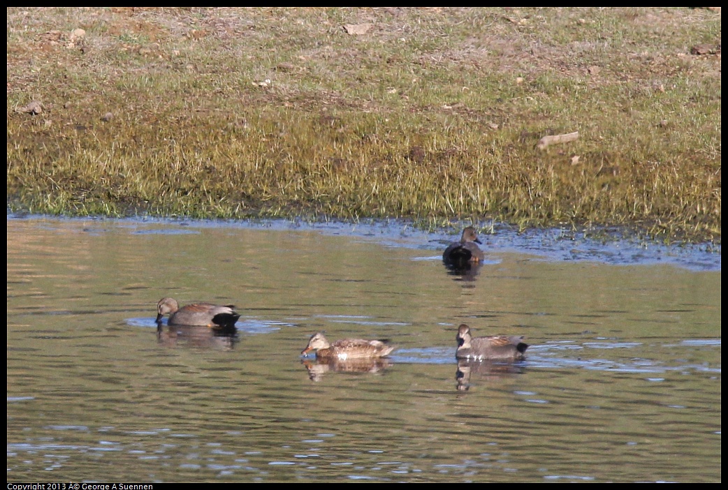 0209-155410-01.jpg - Gadwall