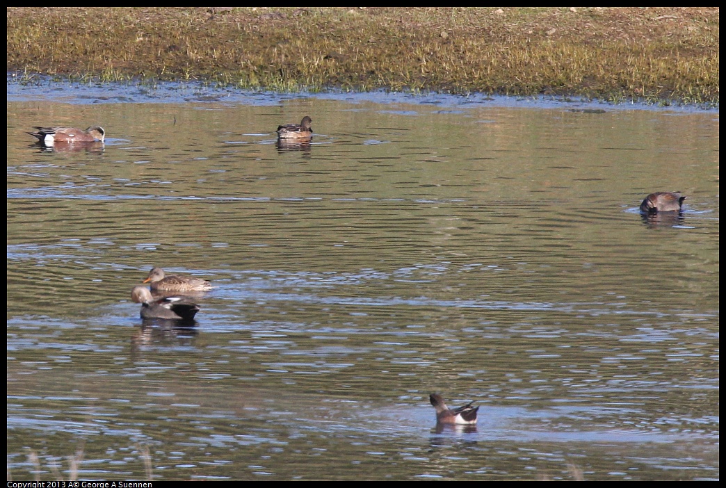 0209-155420-01.jpg - Gadwall and American Wigeon