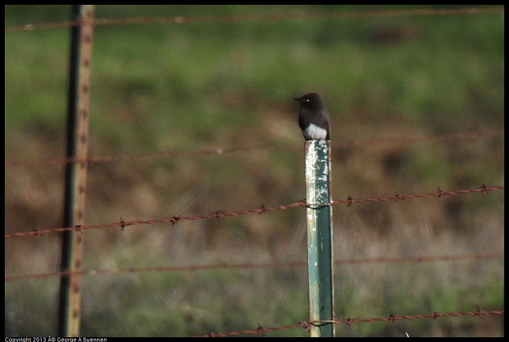 0209-155456-01.jpg - Black Phoebe