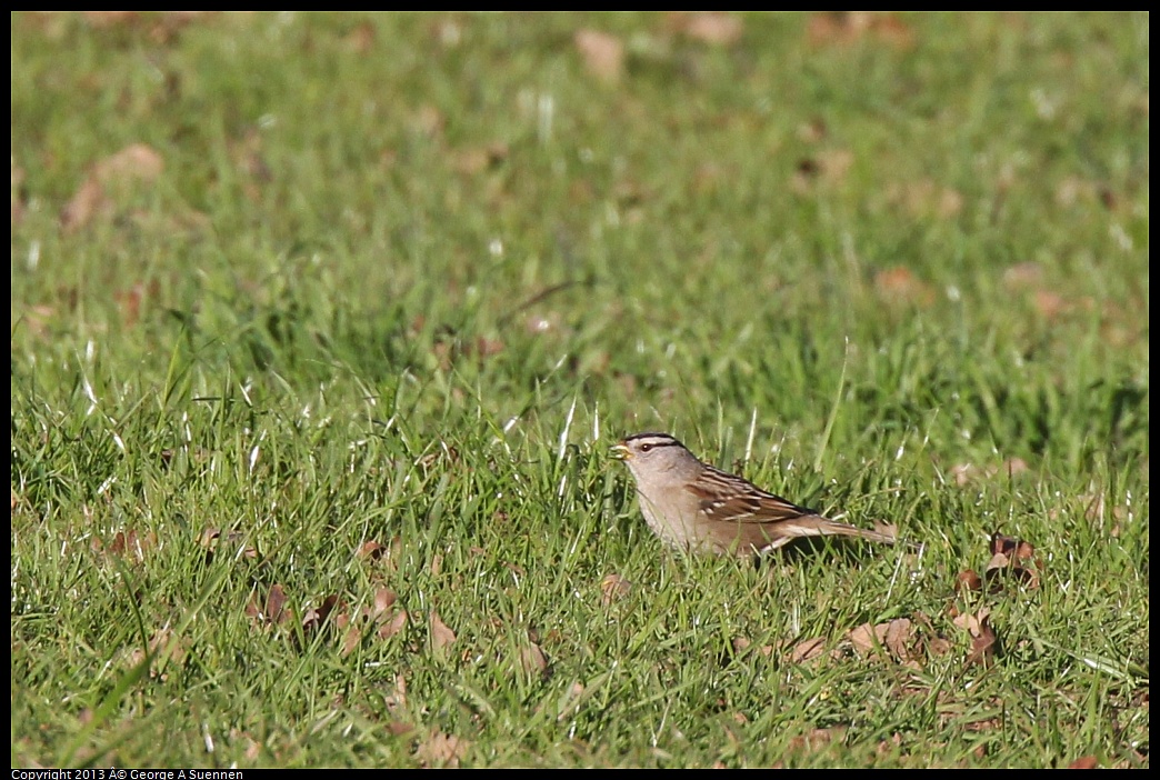 0209-155822-01.jpg - White-crowned Sparrow