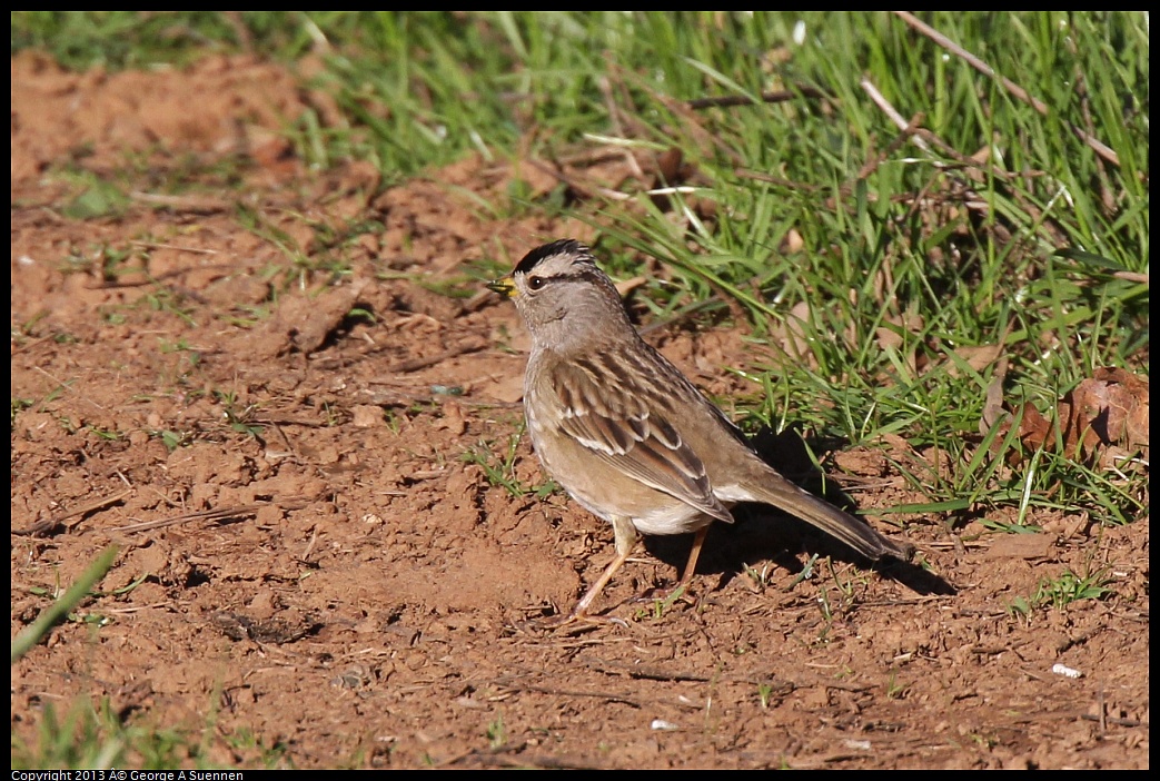 0209-155913-01.jpg - White-crowned Sparrow