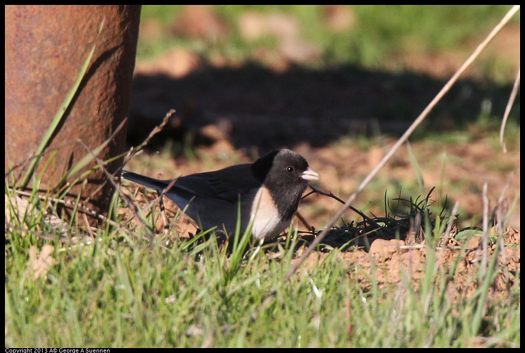 0209-155956-02.jpg - Dark-eyed Junco