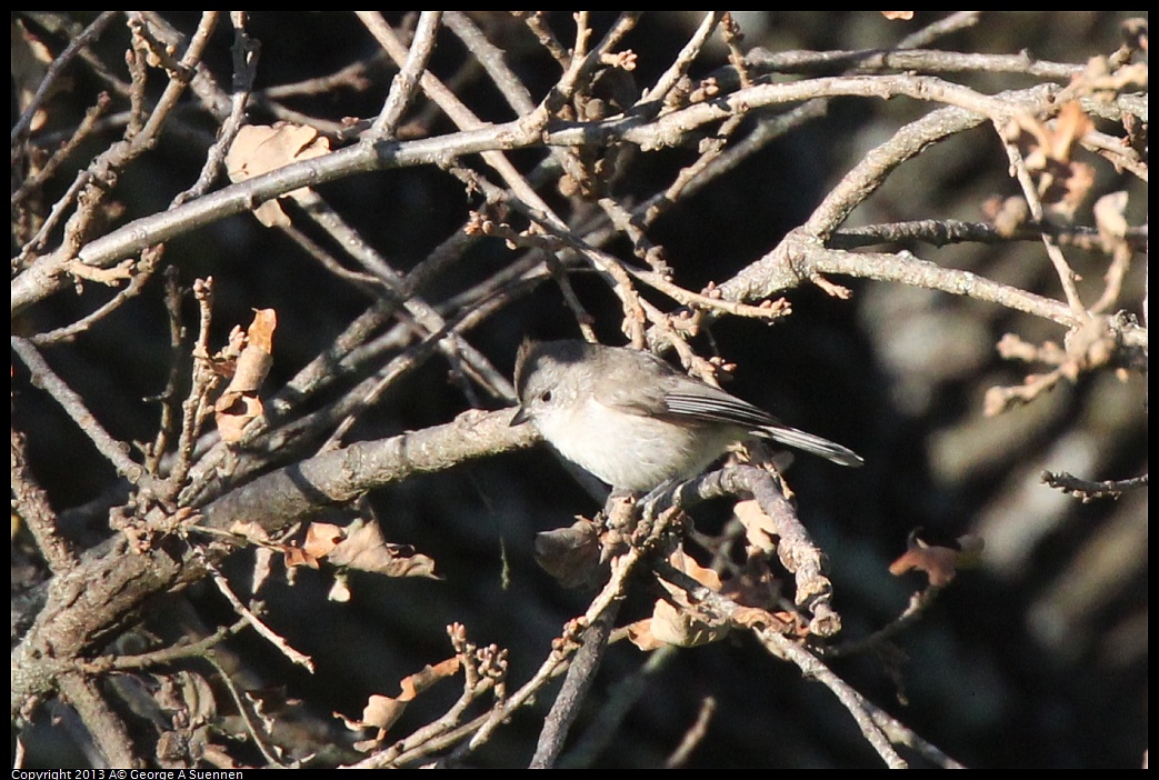 0209-160132-01.jpg - Oak Titmouse