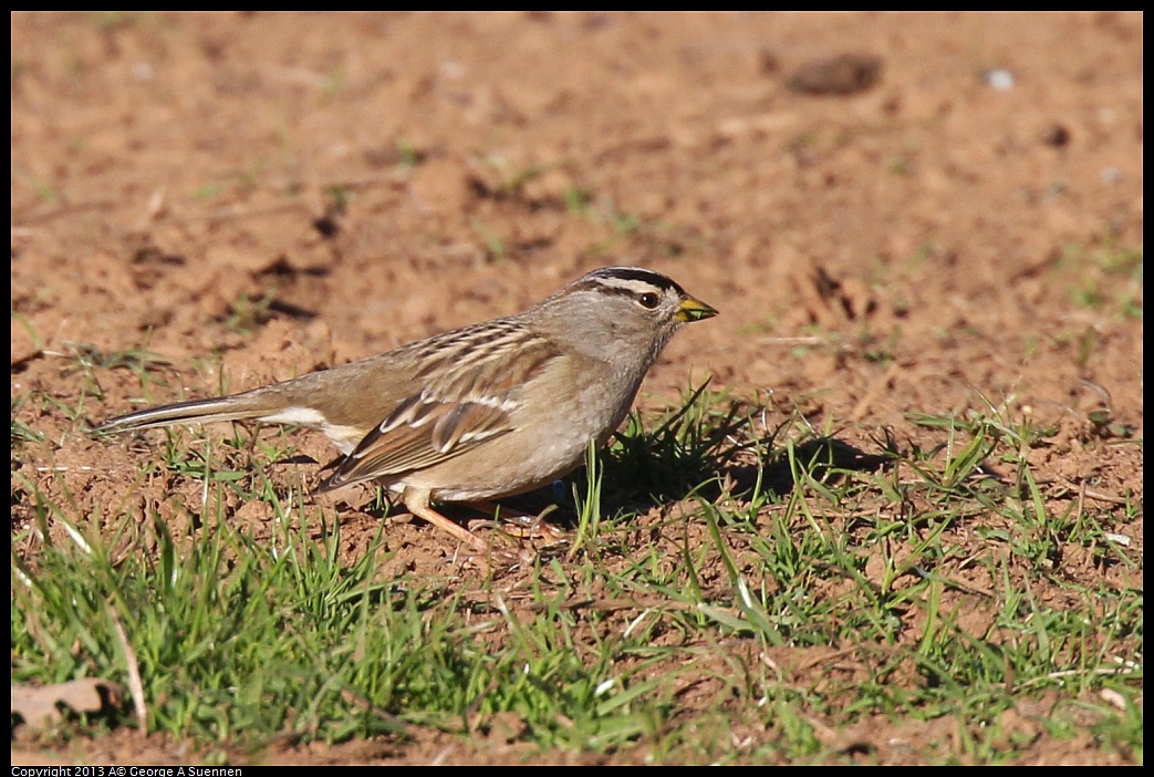 0209-160218-02.jpg - White-crowned Sparrow