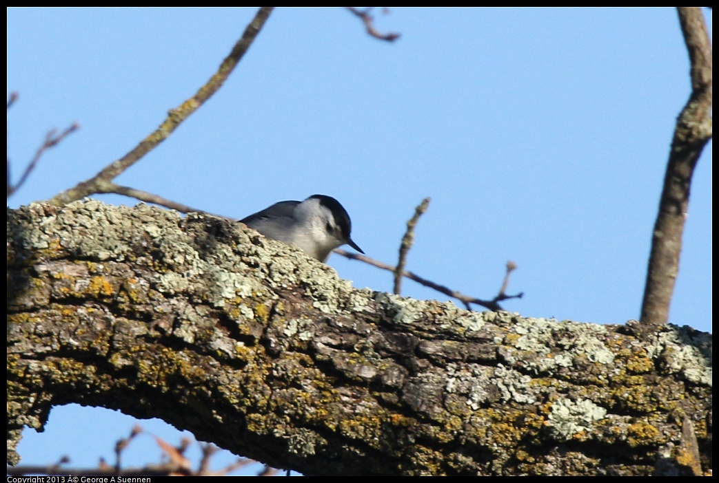 0209-160228-02.jpg - White-breasted Nuthatch