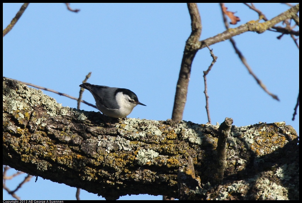 0209-160229-02.jpg - White-breasted Nuthatch