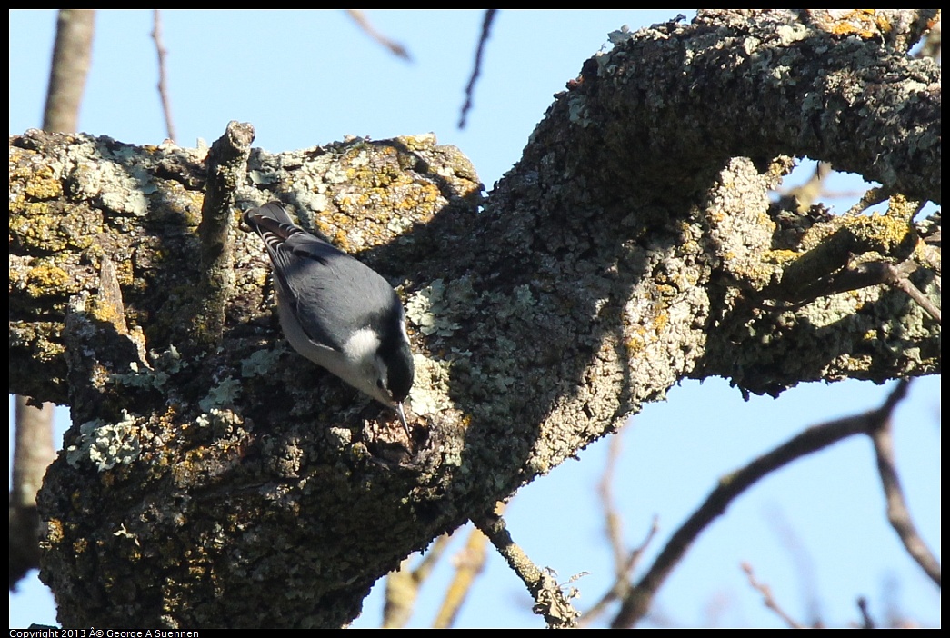 0209-160238-01.jpg - White-breasted Nuthatch