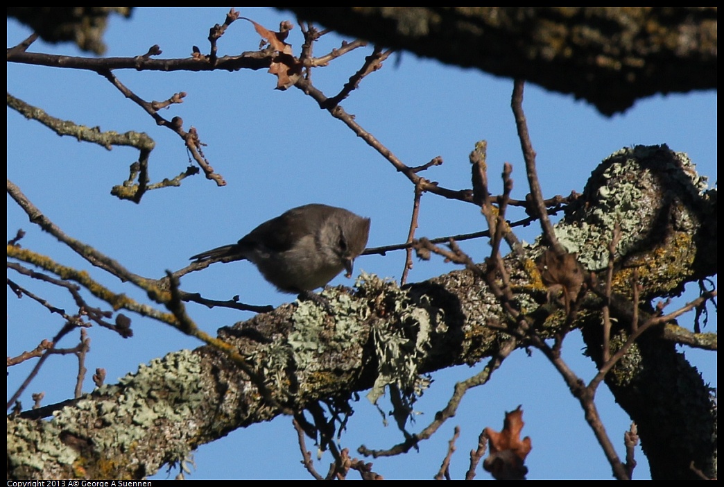 0209-160248-03.jpg - Oak Titmouse