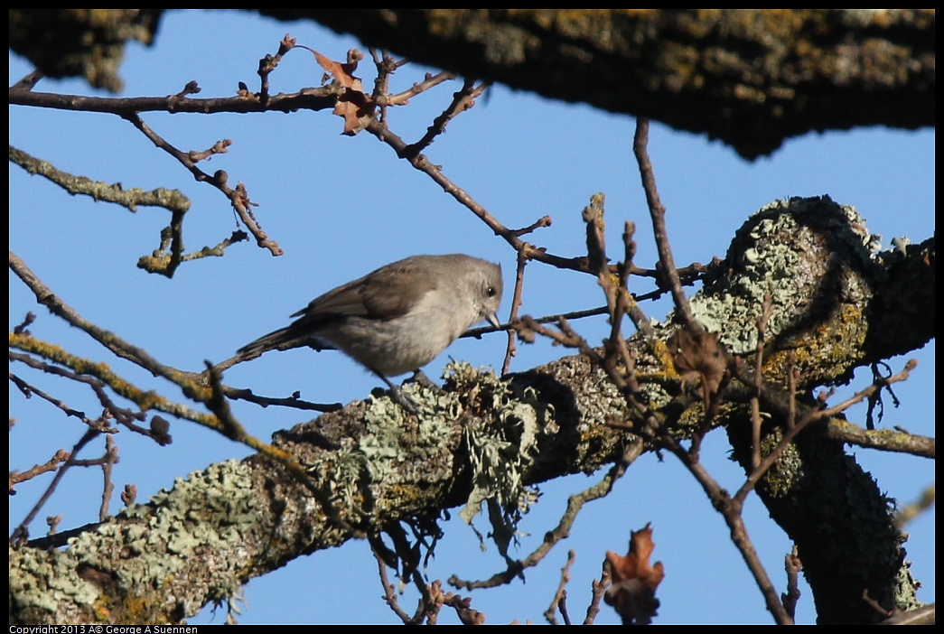 0209-160259-02.jpg - Oak Titmouse