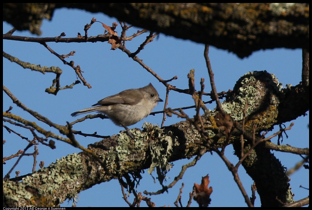 0209-160302-04.jpg - Oak Titmouse